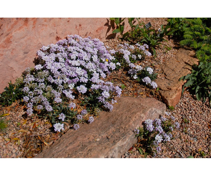 Dwarf Candytuft